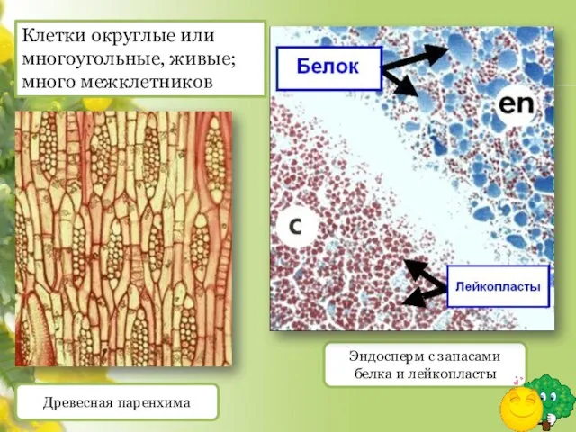 Древесная паренхима Эндосперм с запасами белка и лейкопласты Клетки округлые или многоугольные, живые; много межклетников