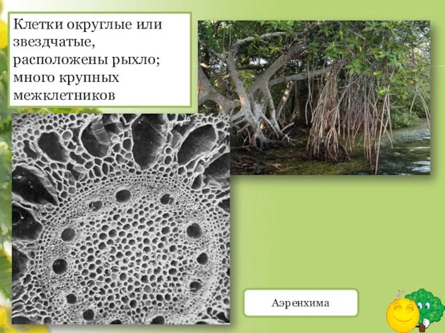 Аэренхима Клетки округлые или звездчатые, расположены рыхло; много крупных межклетников