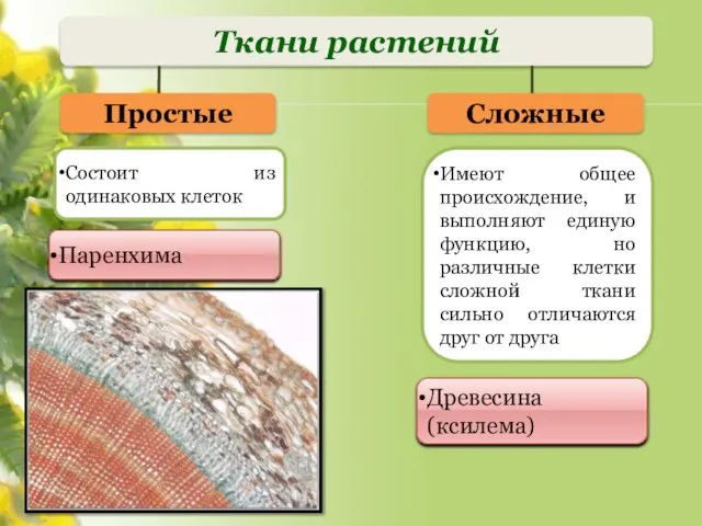 Ткани растений Простые Сложные Состоит из одинаковых клеток Имеют общее происхождение,