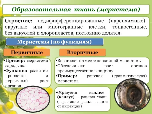 Образовательная ткань (меристема) Строение: недифифференцированные (паренхимные) округлые или многогранные клетки, тонкостенные,