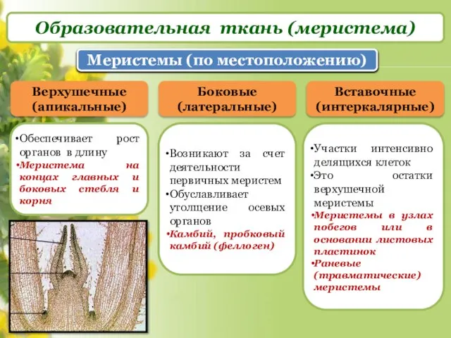 Образовательная ткань (меристема) Меристемы (по местоположению) Верхушечные (апикальные) Обеспечивает рост органов