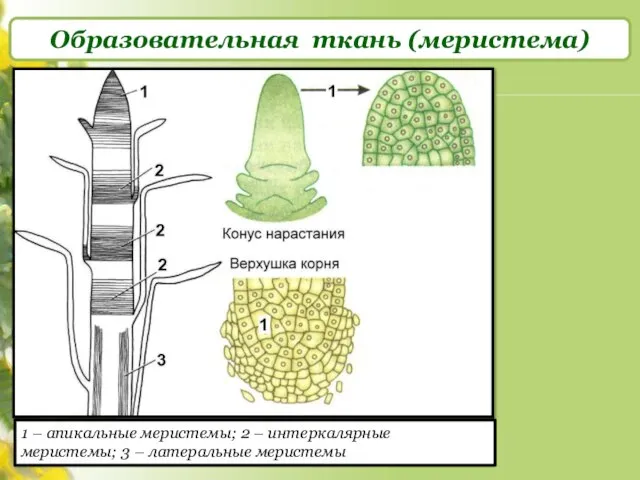 Образовательная ткань (меристема) 1 – апикальные меристемы; 2 – интеркалярные меристемы; 3 – латеральные меристемы