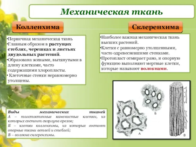 Механическая ткань Колленхима Склеренхима Первичная механическая ткань Главным образом в растущих