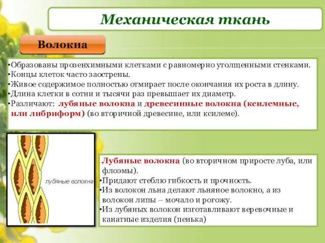 Механическая ткань Волокна Образованы прозенхимными клетками с равномерно утолщенными стенками. Концы