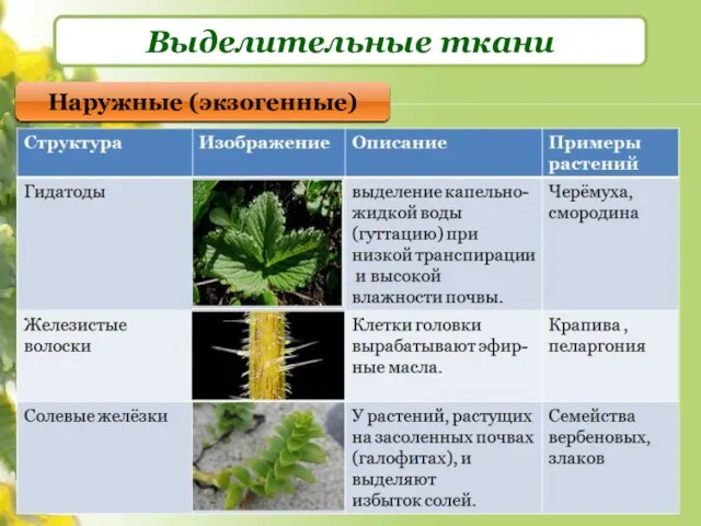 Выделительные ткани Наружные (экзогенные)