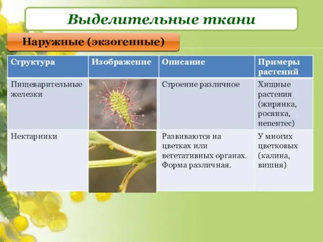 Выделительные ткани Наружные (экзогенные)