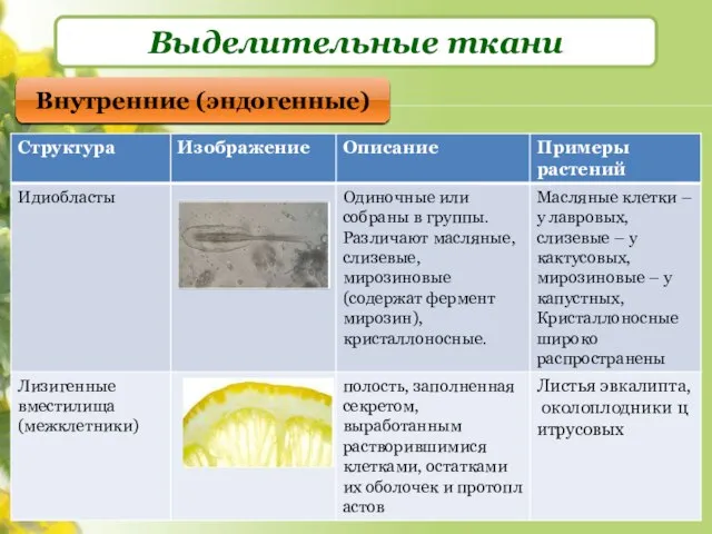 Выделительные ткани Внутренние (эндогенные)