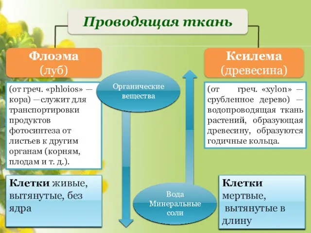 Ксилема (древесина) Флоэма (луб) Проводящая ткань Вода Минеральные соли Клетки мертвые,