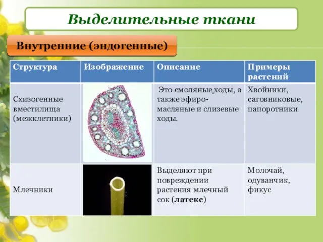 Выделительные ткани Внутренние (эндогенные)