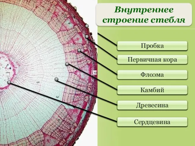 Первичная кора Флоэма Камбий Древесина Пробка Сердцевина Внутреннее строение стебля