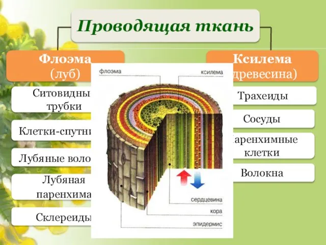 Волокна Паренхимные клетки Сосуды Трахеиды Склереиды Лубяная паренхима Лубяные волокна Ксилема