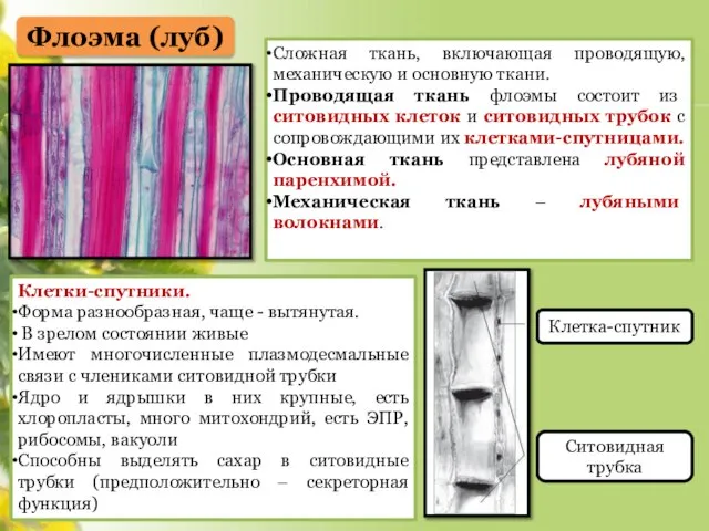 Флоэма (луб) Сложная ткань, включающая проводящую, механическую и основную ткани. Проводящая