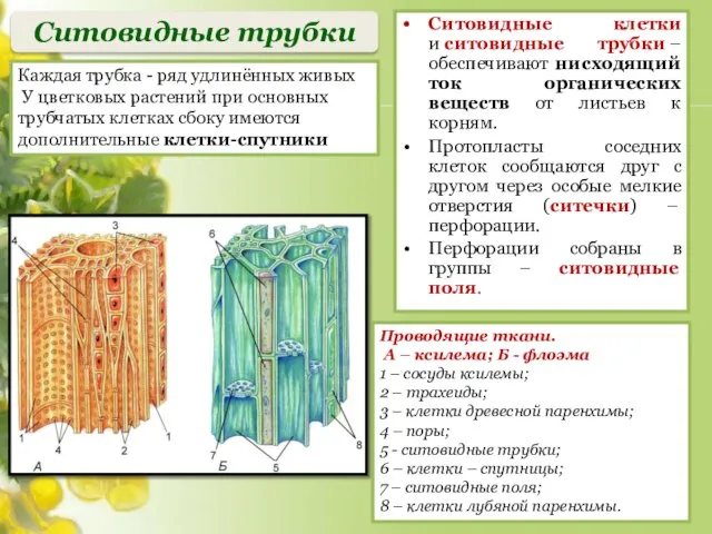 Ситовидные клетки и ситовидные трубки –обеспечивают нисходящий ток органических веществ от