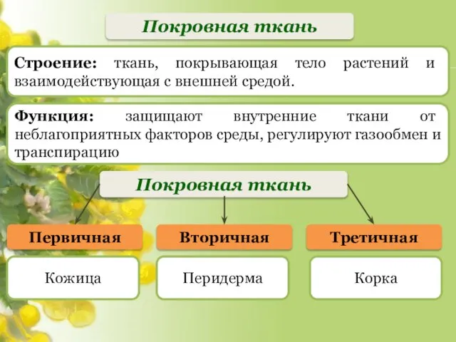 Покровная ткань Первичная Кожица Строение: ткань, покрывающая тело растений и взаимодействующая