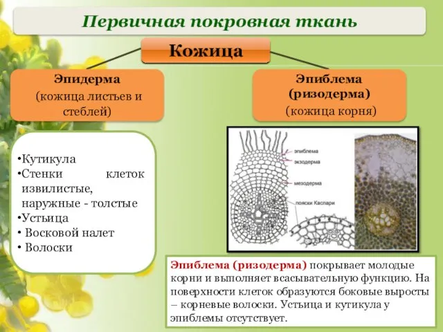 Первичная покровная ткань Кутикула Стенки клеток извилистые, наружные - толстые Устьица