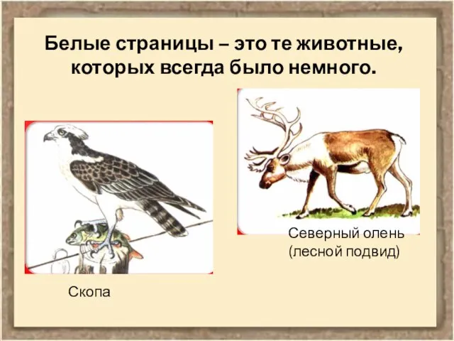 Белые страницы – это те животные, которых всегда было немного. Скопа Северный олень (лесной подвид)