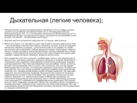 Дыхательная (легкие человека); Общий объём легких человека равен примерно пяти литрам,