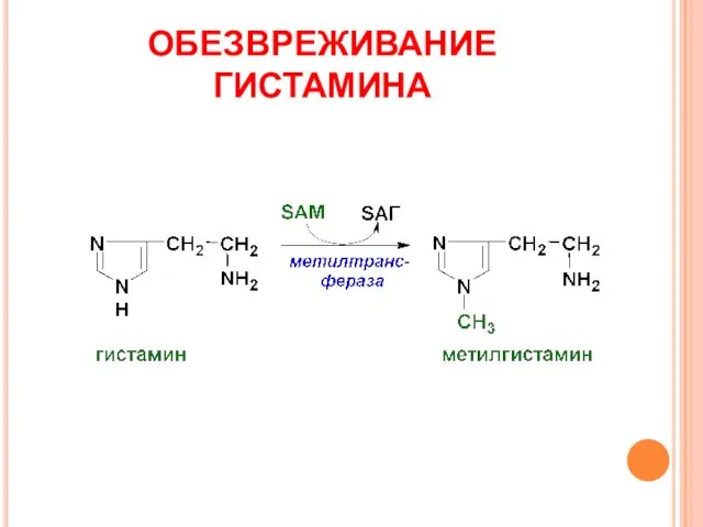 ОБЕЗВРЕЖИВАНИЕ ГИСТАМИНА