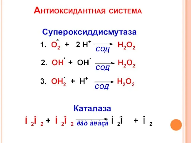 Антиоксидантная система Супероксиддисмутаза Каталаза