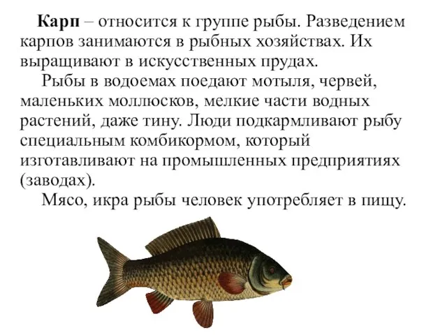Карп – относится к группе рыбы. Разведением карпов занимаются в рыбных