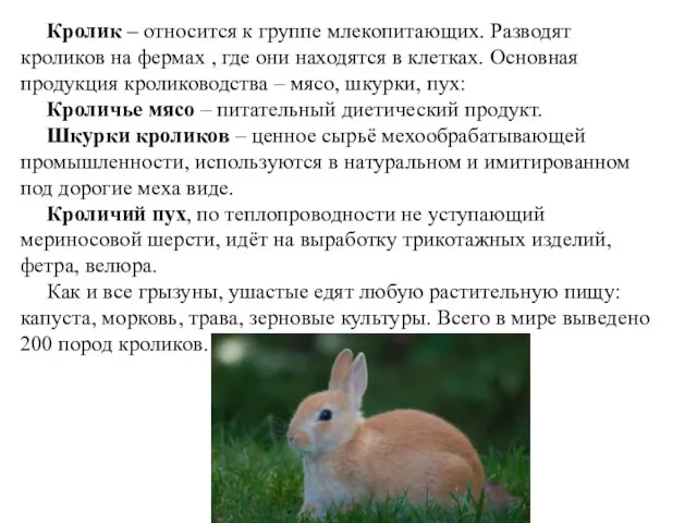 Кролик – относится к группе млекопитающих. Разводят кроликов на фермах ,