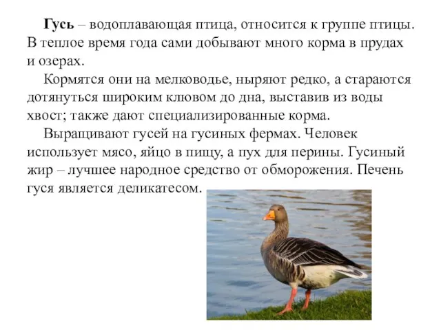 Гусь – водоплавающая птица, относится к группе птицы. В теплое время