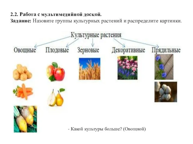 2.2. Работа с мультимедийной доской. Задание: Назовите группы культурных растений и