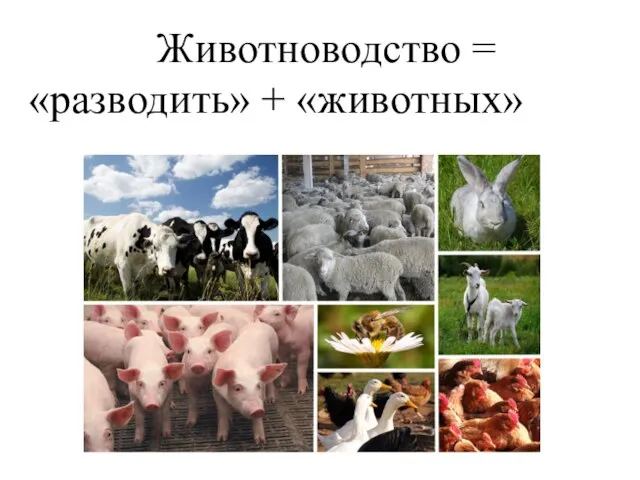 Животноводство = «разводить» + «животных»