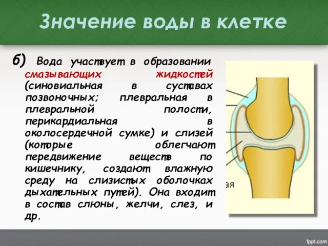 Значение воды в клетке б) Вода участвует в образовании смазывающих жидкостей