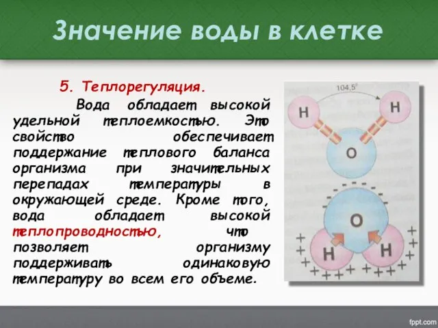 Значение воды в клетке 5. Теплорегуляция. Вода обладает высокой удельной теплоемкостью.