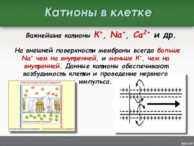 Важнейшие катионы К+, Na+, Ca2+ и др. На внешней поверхности мембраны