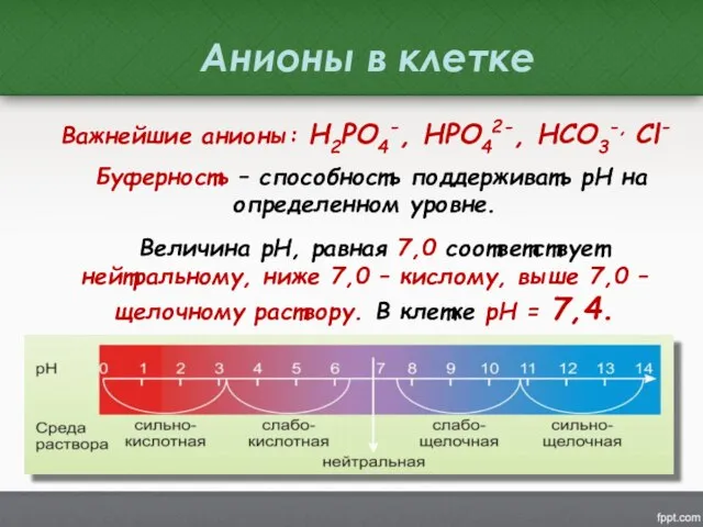 Важнейшие анионы: Н2РО4-, НРО42-, НСО3-, Сl- Буферность – способность поддерживать рН