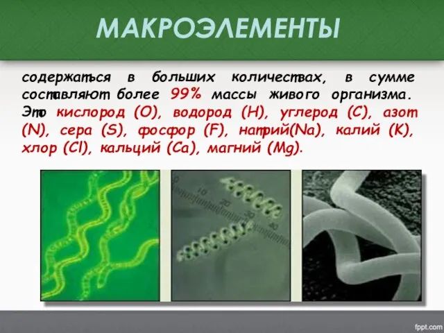 МАКРОЭЛЕМЕНТЫ содержаться в больших количествах, в сумме составляют более 99% массы