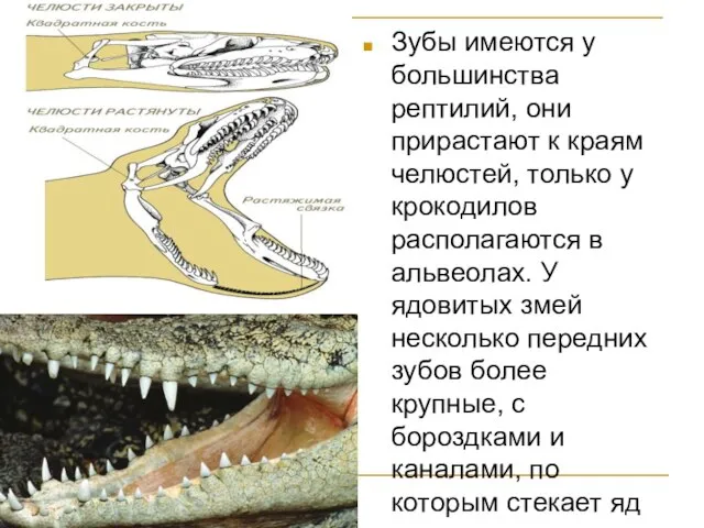 Зубы имеются у большинства рептилий, они прирастают к краям челюстей, только