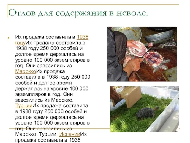 Отлов для содержания в неволе. Их продажа составила в 1938 годуИх