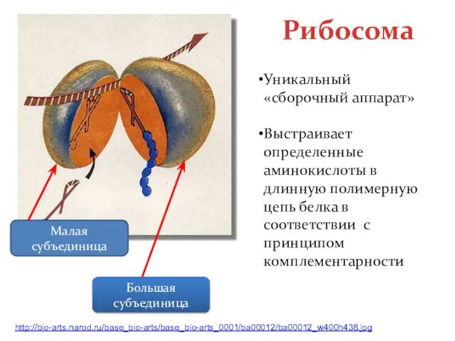 Рибосома Малая субъединица Большая субъединица Уникальный «сборочный аппарат» Выстраивает определенные аминокислоты