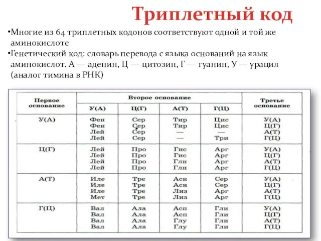 Триплетный код Многие из 64 триплетных кодонов соответствуют одной и той