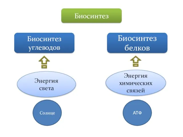 Биосинтез Биосинтез углеводов Биосинтез белков Энергия света Энергия химических связей Солнце АТФ