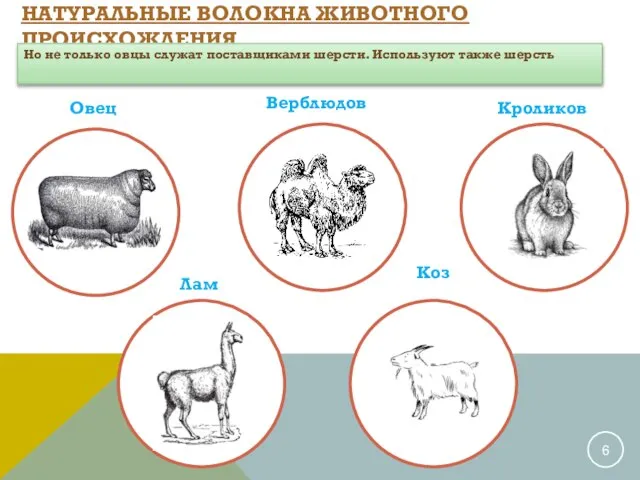 НАТУРАЛЬНЫЕ ВОЛОКНА ЖИВОТНОГО ПРОИСХОЖДЕНИЯ Верблюдов Кроликов Коз Но не только овцы