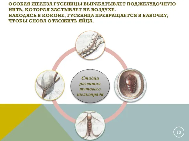 ОСОБАЯ ЖЕЛЕЗА ГУСЕНИЦЫ ВЫРАБАТЫВАЕТ ПОДЖЕЛУДОЧНУЮ НИТЬ, КОТОРАЯ ЗАСТЫВАЕТ НА ВОЗДУХЕ. НАХОДЯСЬ