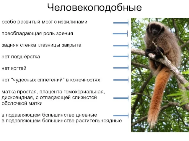 Человекоподобные особо развитый мозг с извилинами преобладающая роль зрения задняя стенка