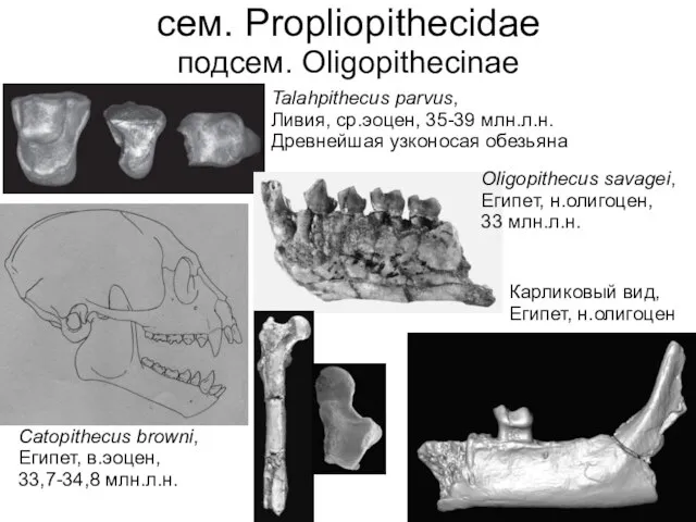 Catopithecus browni, Египет, в.эоцен, 33,7-34,8 млн.л.н. сем. Propliopithecidae подсем. Oligopithecinae Talahpithecus