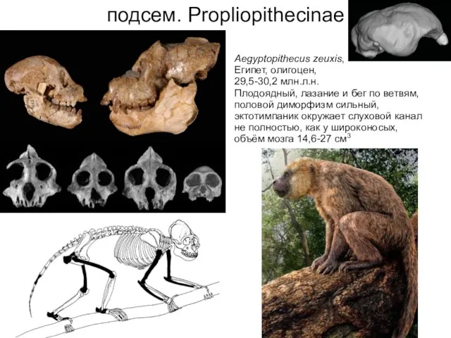 подсем. Propliopithecinae Aegyptopithecus zeuxis, Египет, олигоцен, 29,5-30,2 млн.л.н. Плодоядный, лазание и