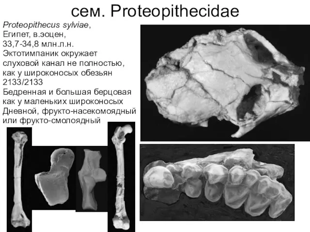 Proteopithecus sylviae, Египет, в.эоцен, 33,7-34,8 млн.л.н. Эктотимпаник окружает слуховой канал не