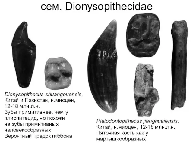 сем. Dionysopithecidae Dionysopithecus shuangouensis, Китай и Пакистан, н.миоцен, 12-18 млн.л.н. Зубы