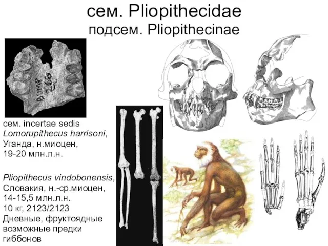 сем. Pliopithecidae подсем. Pliopithecinae сем. incertae sedis Lomorupithecus harrisoni, Уганда, н.миоцен,