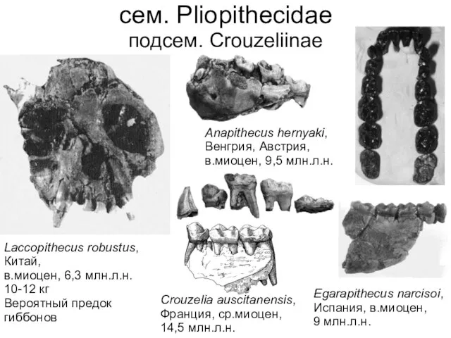 Egarapithecus narcisoi, Испания, в.миоцен, 9 млн.л.н. Laccopithecus robustus, Китай, в.миоцен, 6,3