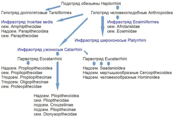 Подотряд обезьяны Haplorrhini Гипотряд долгопятовые Tarsiiformes Гипотряд человекоподобные Anthropoidea Инфраотряд Incertae