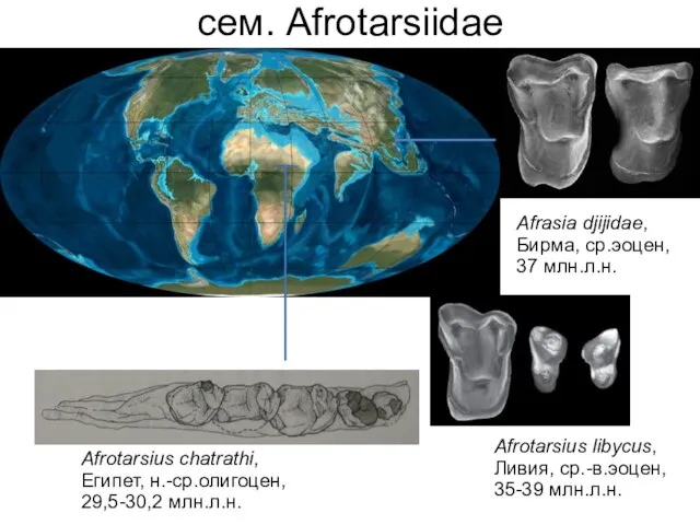 сем. Afrotarsiidae Afrotarsius chatrathi, Египет, н.-ср.олигоцен, 29,5-30,2 млн.л.н. Afrasia djijidae, Бирма,