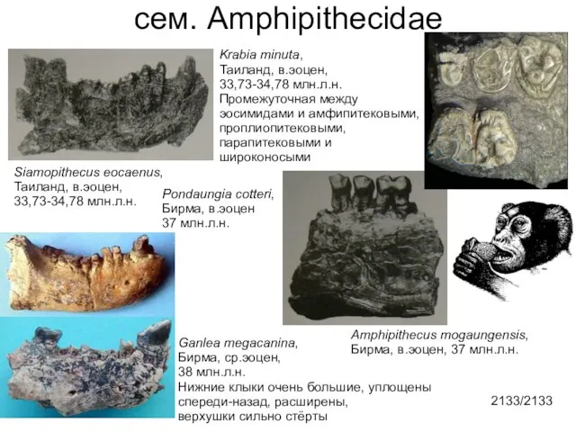 Amphipithecus mogaungensis, Бирма, в.эоцен, 37 млн.л.н. сем. Amphipithecidae Siamopithecus eocaenus, Таиланд,